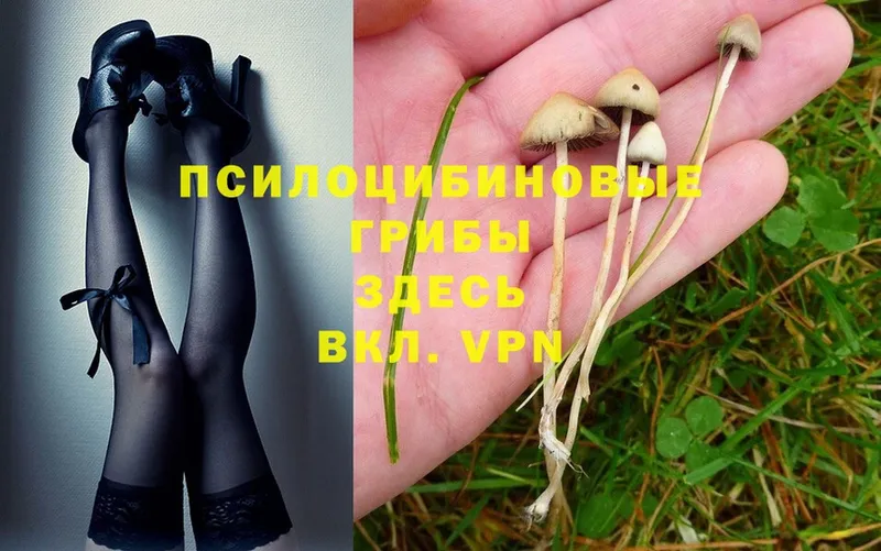 Галлюциногенные грибы Psilocybe  Шумерля 